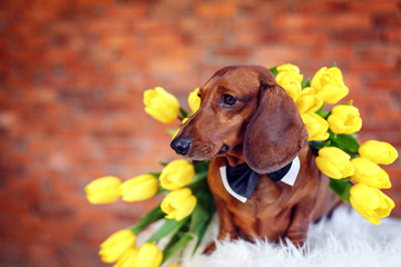 dachshund with a bouquet of tulips