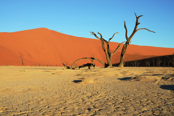Fototapeta na wymiar Dead Vlei, Sossusvlei, Namibia