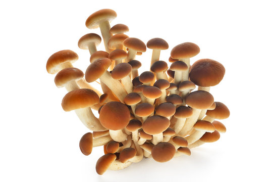 funghi pioppini fondo bianco