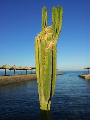 Kaktus am Meer