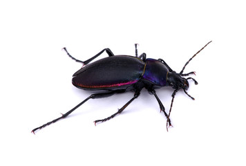 black beetle