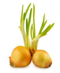 with onion sprouts isolated on white background