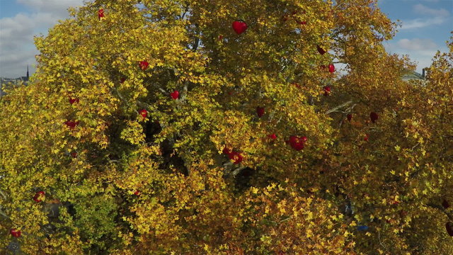 Camera flying around maple tree colored in autumn colors