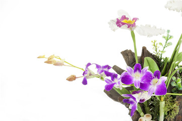 Purple Orchid on an old tree stump on white background.