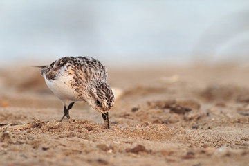sanderling