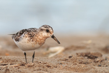 sanderling