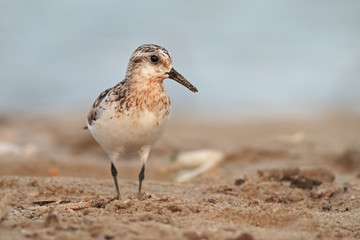 sanderling