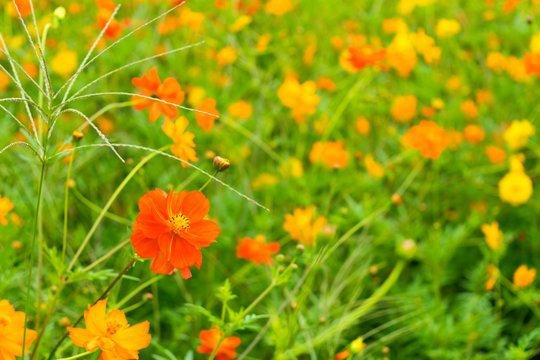 Kibanakosumosu, Cosmos sulphureus