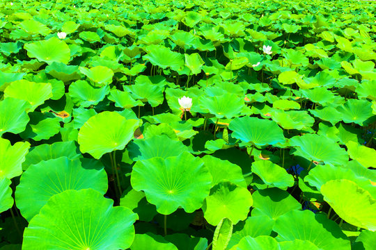 Big leaves of lotus