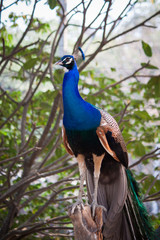 Peacock