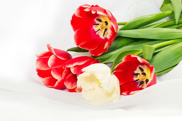 tulips