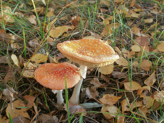 amanita in the grass