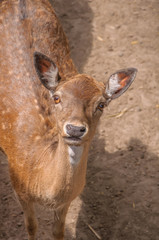 Deer