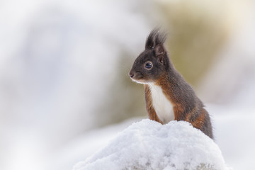 Red squirrel in deep snow