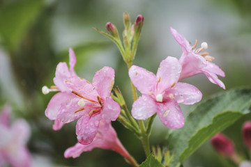 flower in the garden