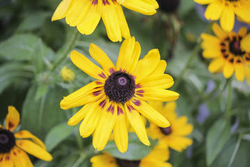 yellow echinacea