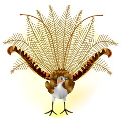uccelli del paradiso