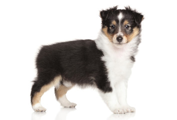 Sheltie puppy on white background