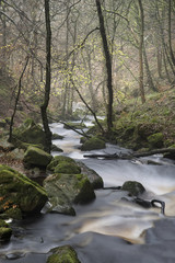 Autumn Fall forest landscape stream flowing through golden vibra