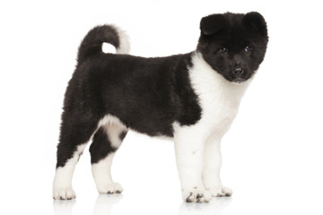 American Akita puppy in front of white background