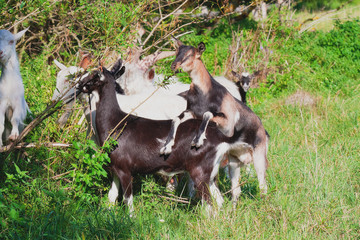 Herd of goats grazing on a green lawn
