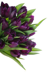 Bouquet of tulips