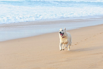 happy dog on the beach - 77748364