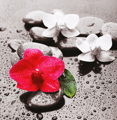 Fototapeta na wymiar Beautiful blooming orchid with spa stones on gray background