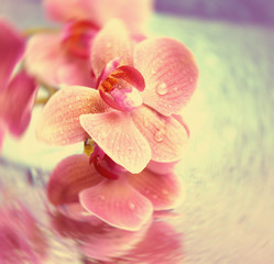 Beautiful blooming orchid on bright background