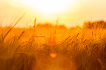 Golden ears of wheat on the field