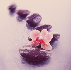 Beautiful blooming orchid with spa stones on light  background