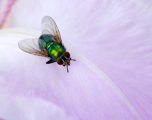 green fly