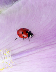 ladybug
