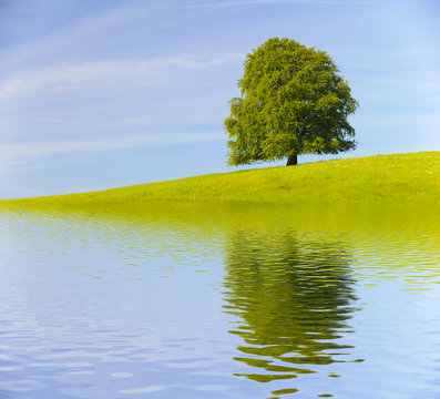 Buche Baum Laubbaum mit Spiegelung im See