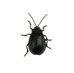 black beetle