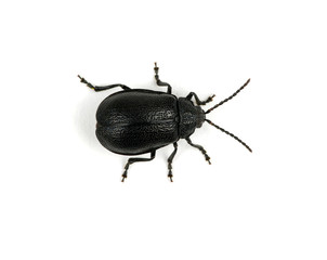 black beetle