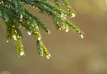 Drops on the branch of spruce