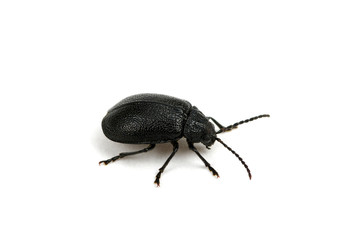 black beetle