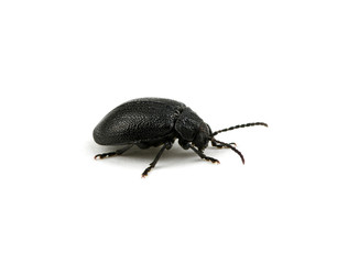 black beetle