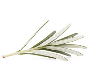 rosemary herb spice leaves isolated on white background cutout