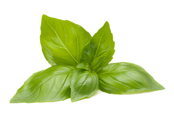 Sweet basil leaves