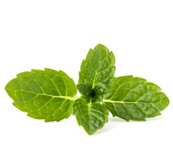 Fresh mint herb leaves isolated on white background cutout