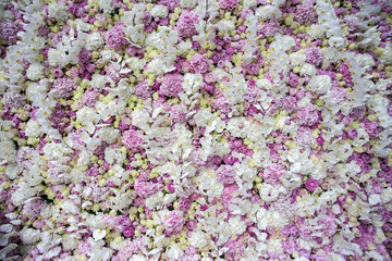 Fototapeta premium Wall of orchids