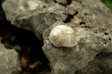 chiocciola