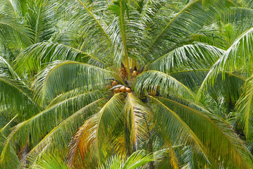Fototapeta premium Ripe coconuts at the coconut palm at Koh Samui, Thailand.