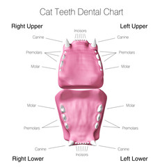 Cat teeth dental chart