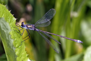 Dragonfly
