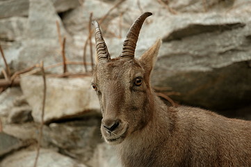 Ibex