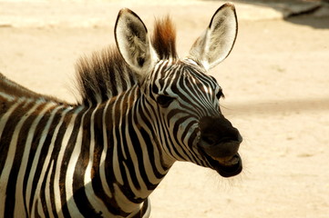 Naklejka premium Zebra
