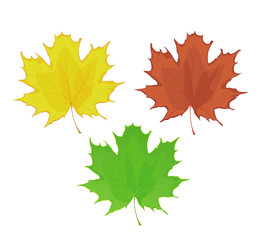 Maple leaves